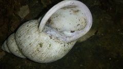 Porphyrobaphe iostoma