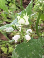 Lamium moschatum
