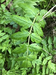 Wild Parsley (Sison amomum)