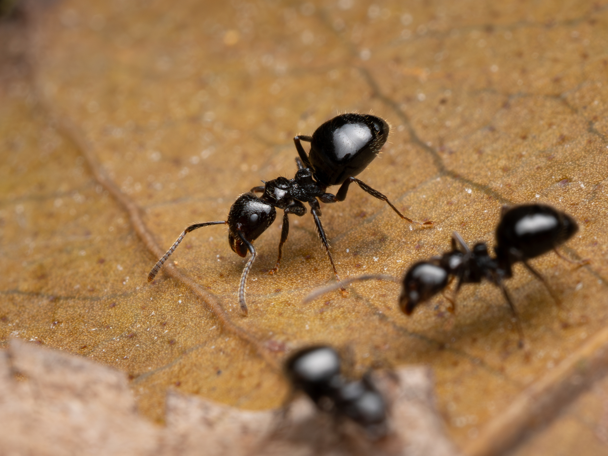 Dolichoderus gagates