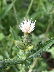 Carduus argentatus