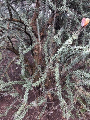 Sesamothamnus lugardii