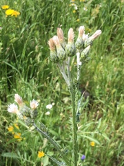 Carduus argentatus