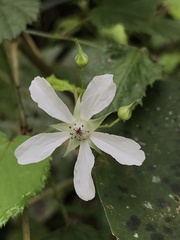 Rubus trianthus