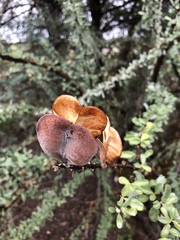 Sesamothamnus lugardii