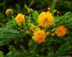 Vachellia kosiensis