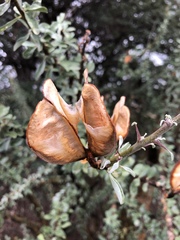 Sesamothamnus lugardii