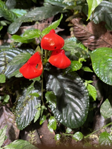 Gasteranthus crispus