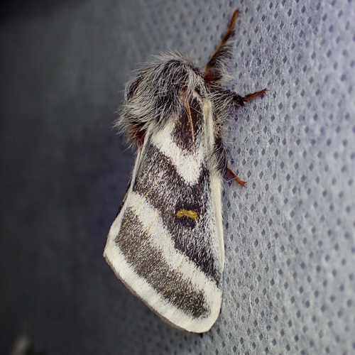 Tricolor Buckmoth photo 3