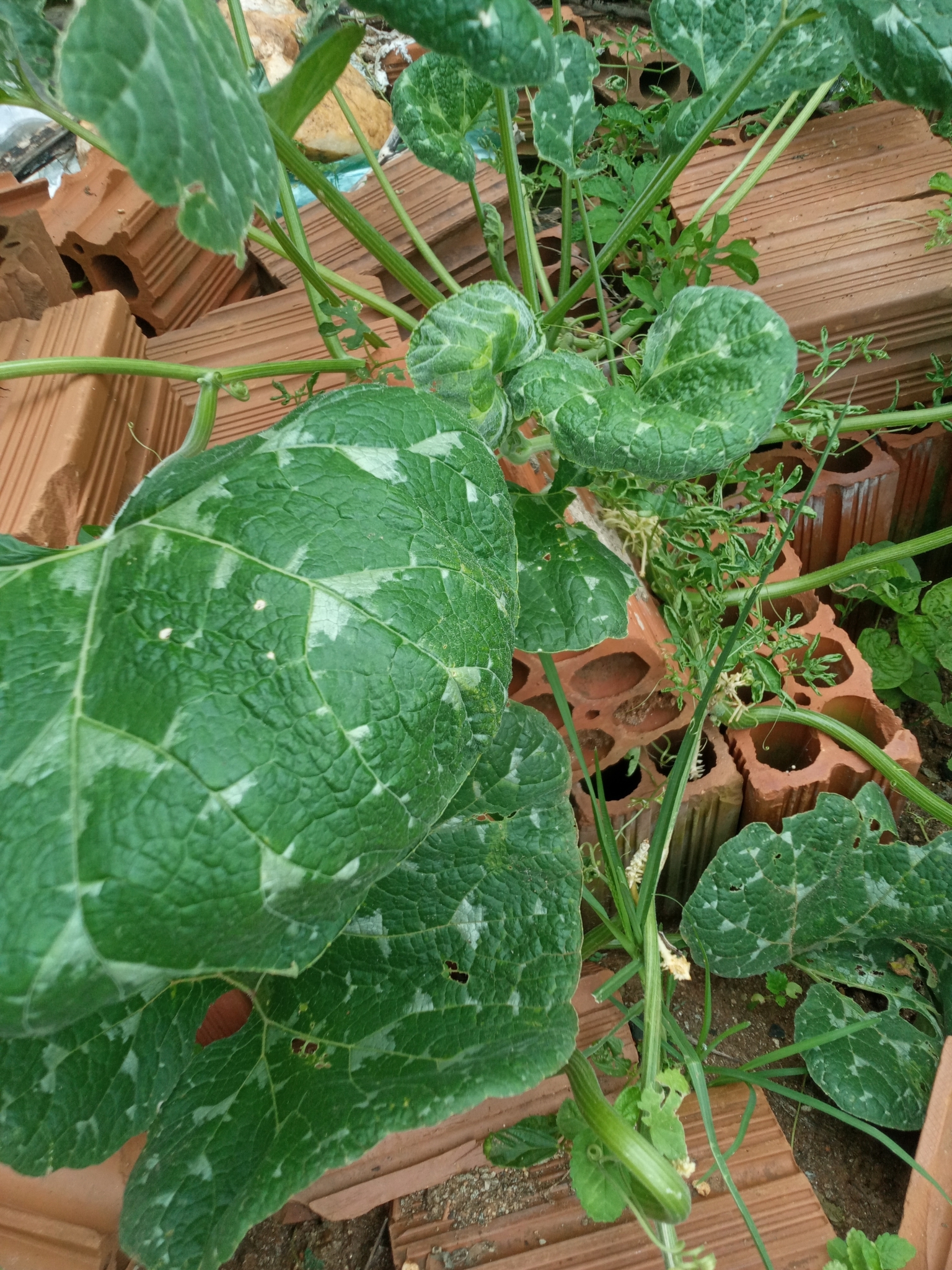 Cucurbita moschata