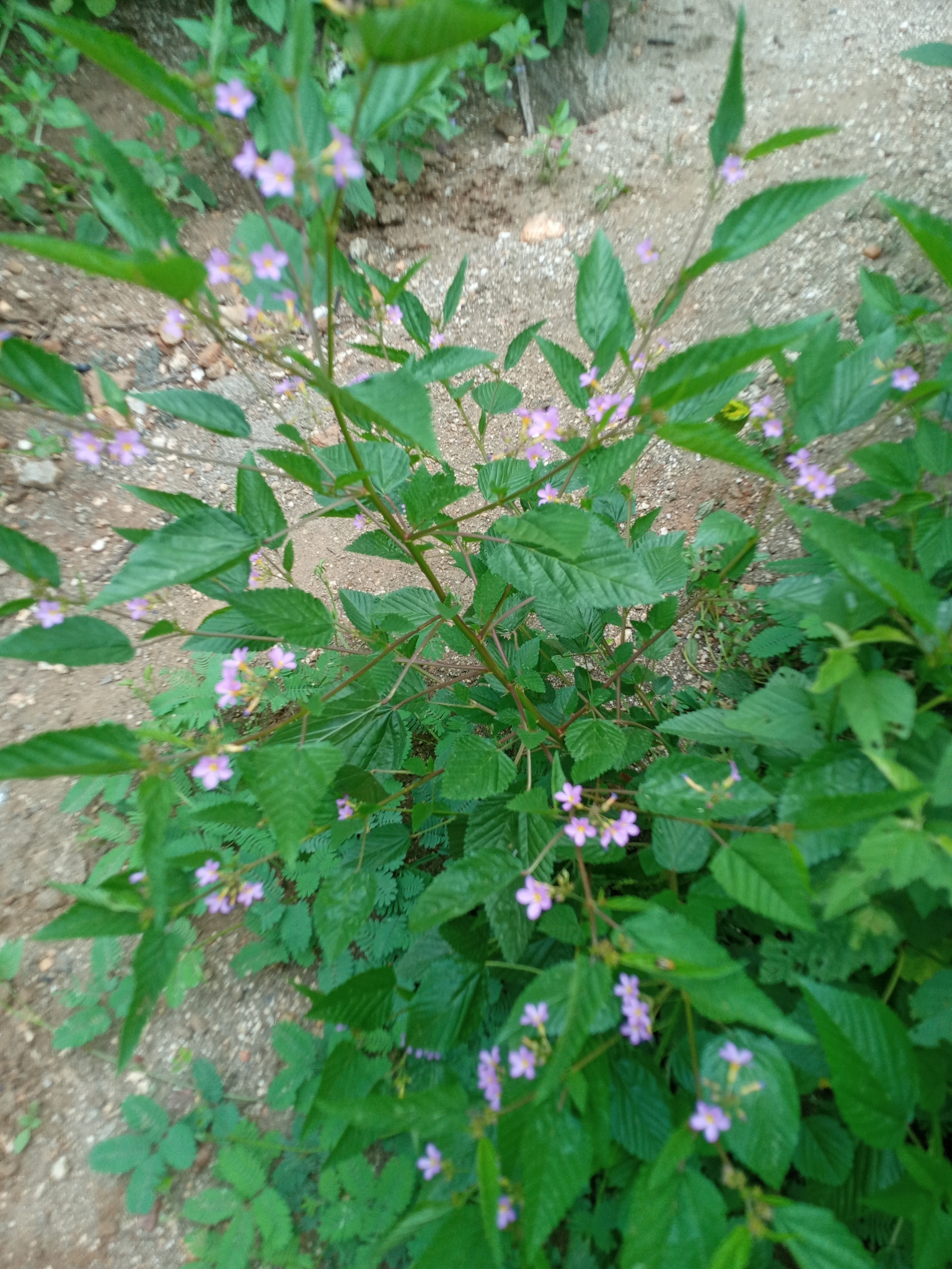 Melochia pyramidata