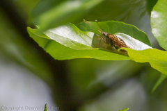 Libytheana carinenta