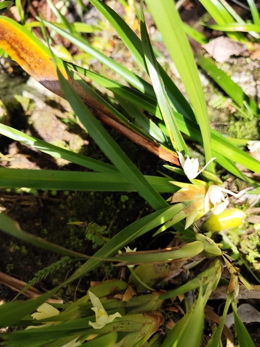 Foto de Orquídea-amarela