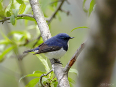 Ficedula superciliaris