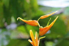 Heliconia latispatha image