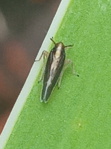 Distantinus fuscipennis, 2024-03-07