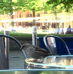 Passer domesticus