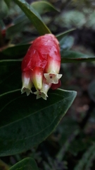 Cavendishia bracteata