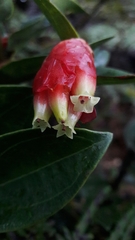 Cavendishia bracteata