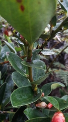 Cavendishia bracteata