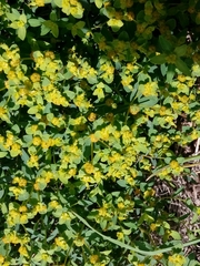Euphorbia spinosa