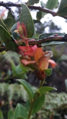 Cavendishia bracteata