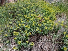 Euphorbia spinosa