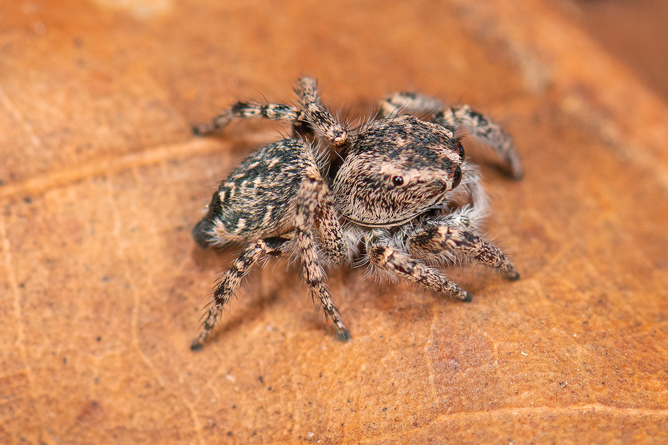 Habronattus alachua