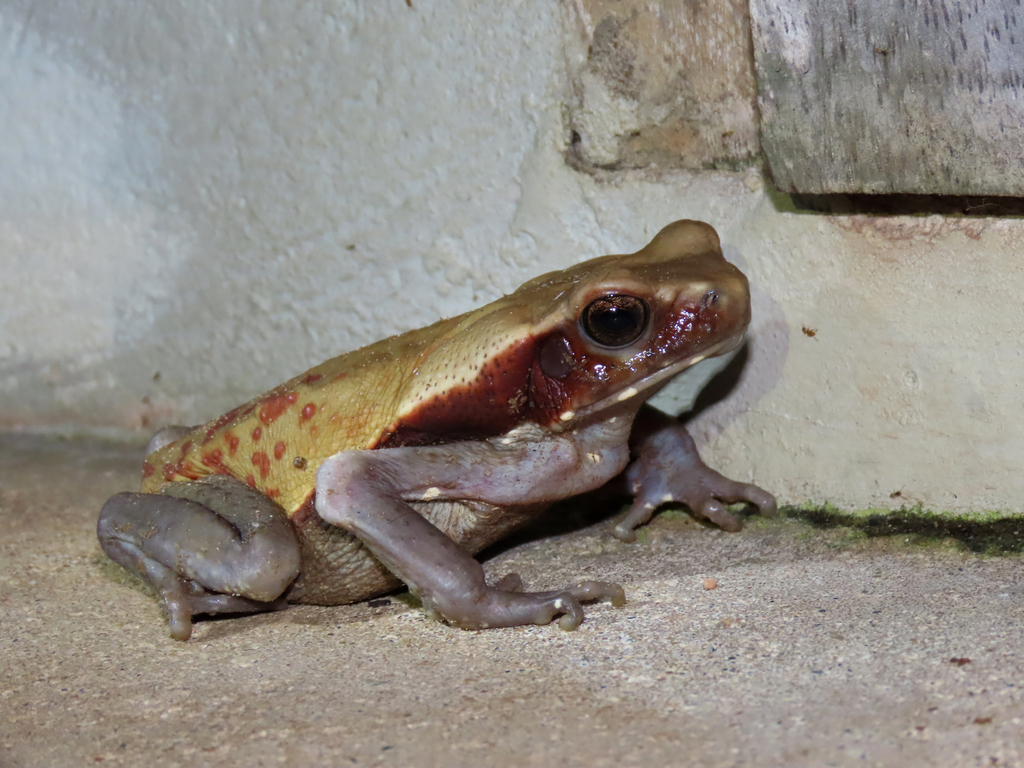 Spotted Toad from Alta Floresta - MT, 78580-000, Brasil on March 9 ...