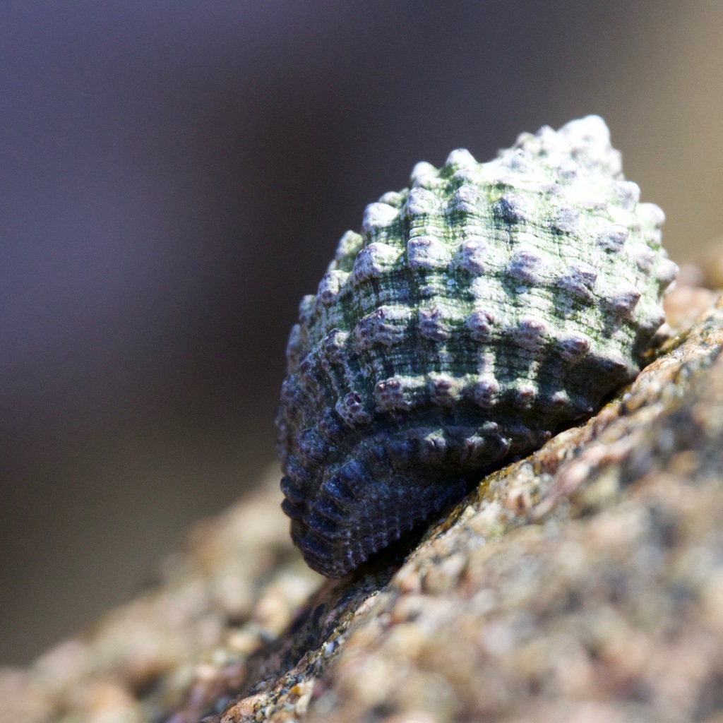 wide-mouthed dye shell