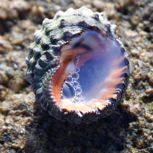 Plicopurpura columellaris