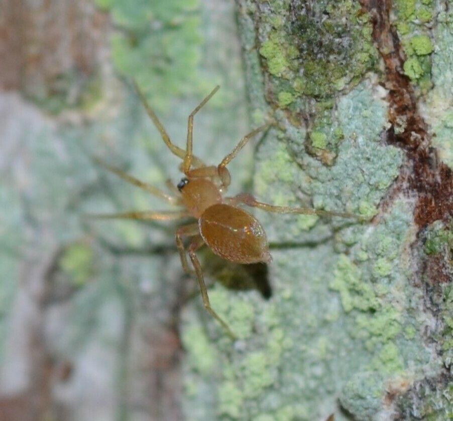 oonopid spider