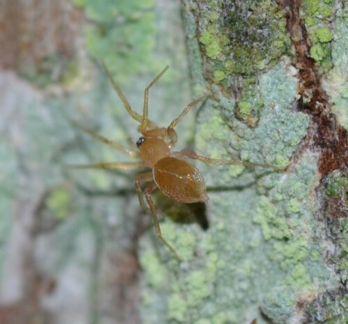 oonopid spider