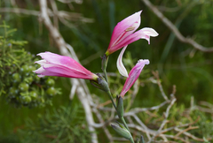 Gladiolus triphyllus