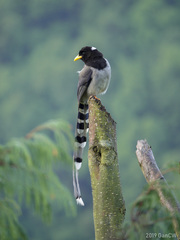 Urocissa flavirostris