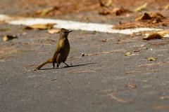 Pycnonotus flavescens