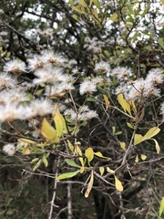 Orbivestus cinerascens