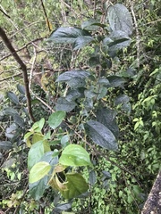 Rhamnus formosana