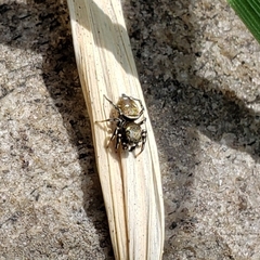 Heliophanus kochii