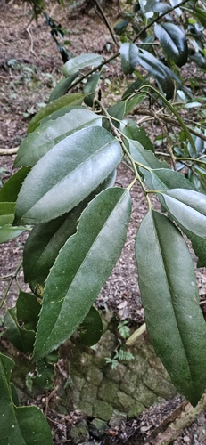 Foto de Chá-de-macaco