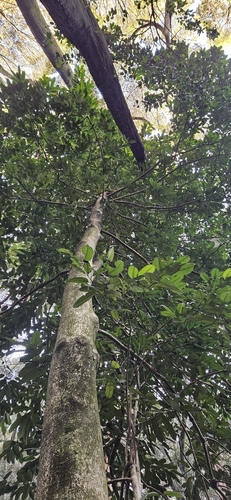 Foto de Chá-de-macaco