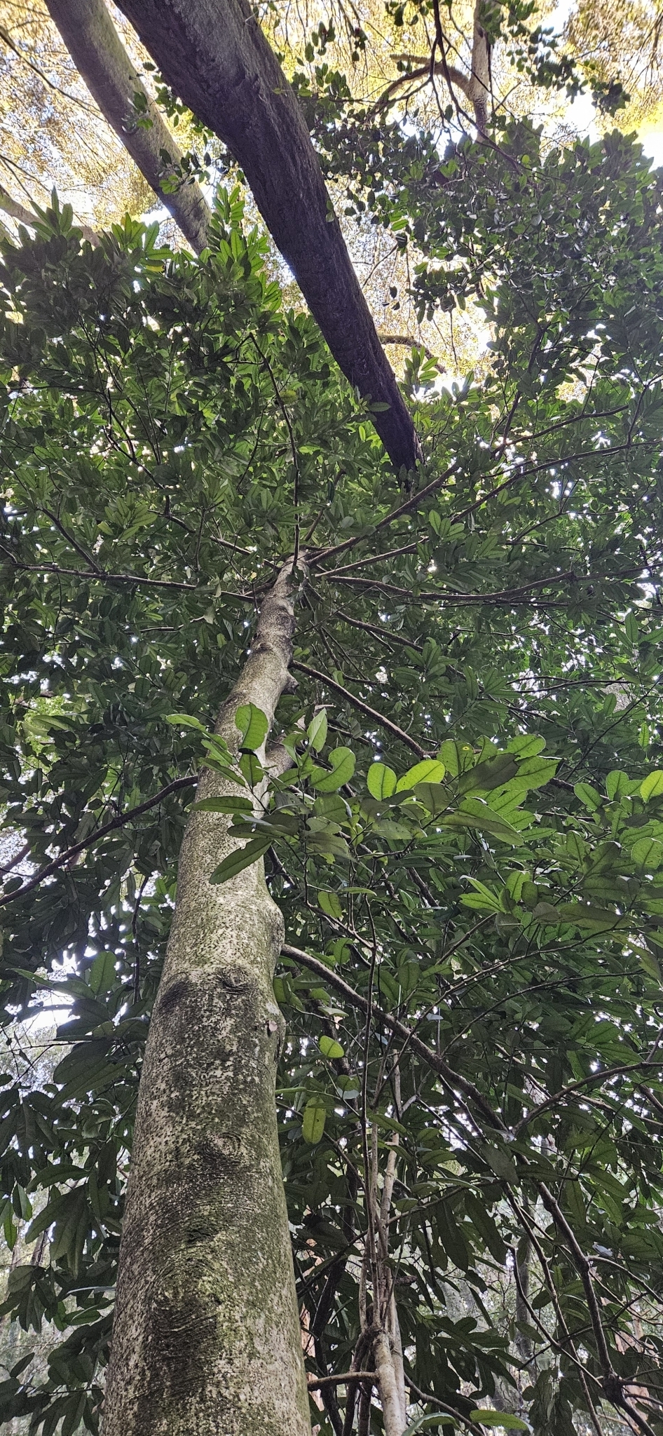 Imagem de Chá-de-macaco