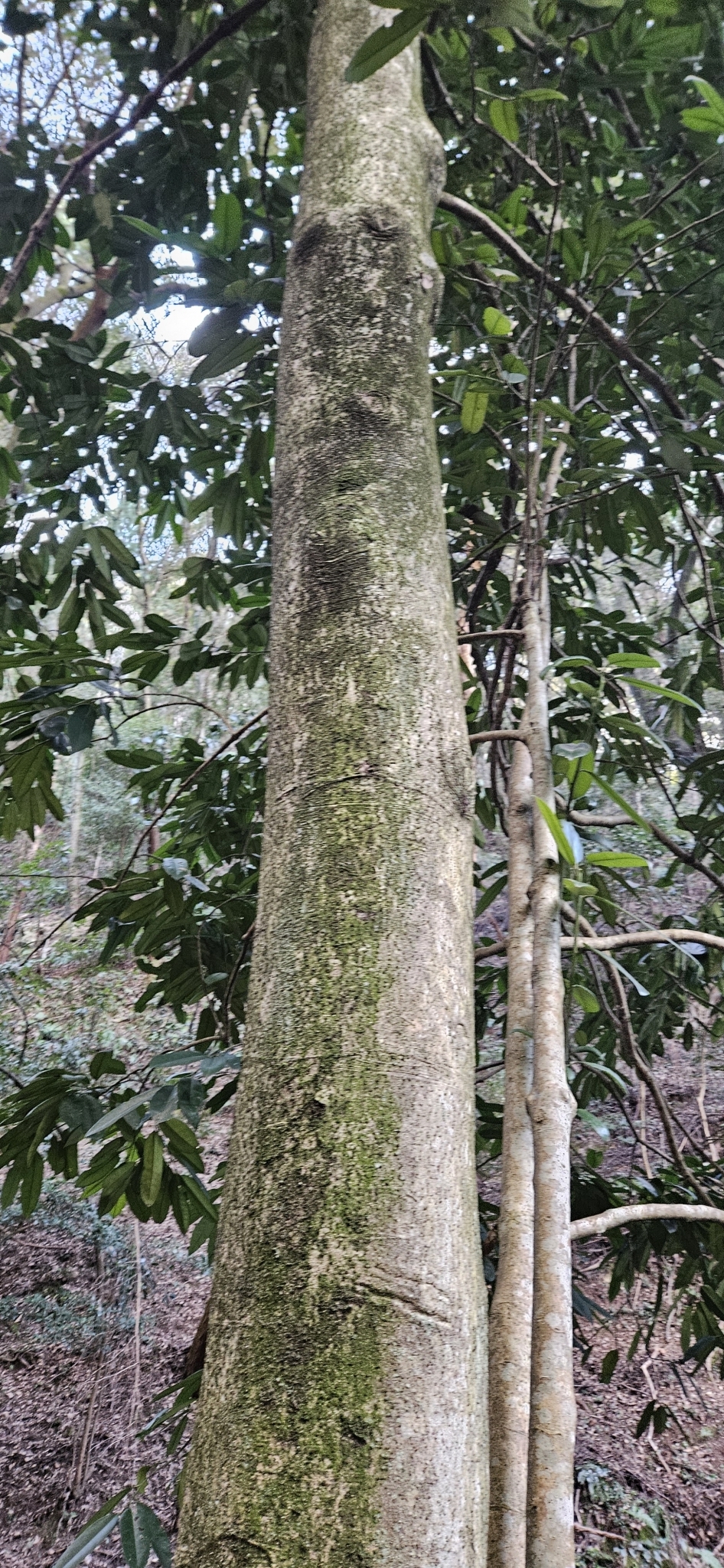 Imagem de Chá-de-macaco