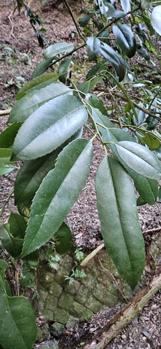 Foto de Chá-de-macaco