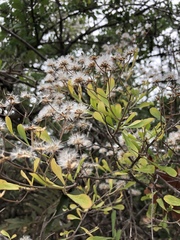 Orbivestus cinerascens