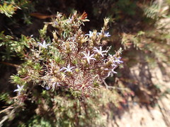 Wahlenbergia subulata