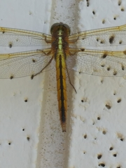 Libellula needhami