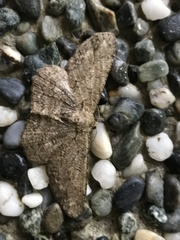 Hypomecis punctinalis