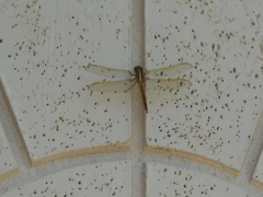 Libellula needhami