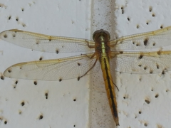 Libellula needhami
